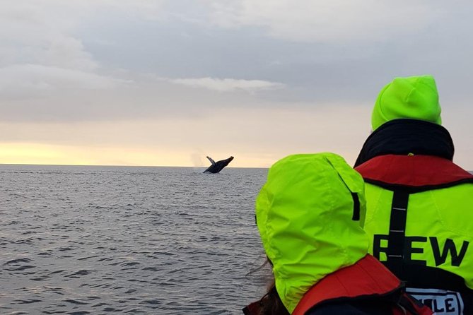 Small-group Whale Watching in the Midnight Sun from Reykjavík - Leaving Reykjavík under the midnight sun
