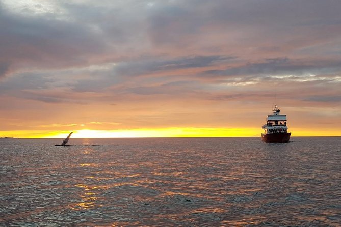 Small-group Whale Watching in the Midnight Sun from Reykjavík - Lundey and the puffin search