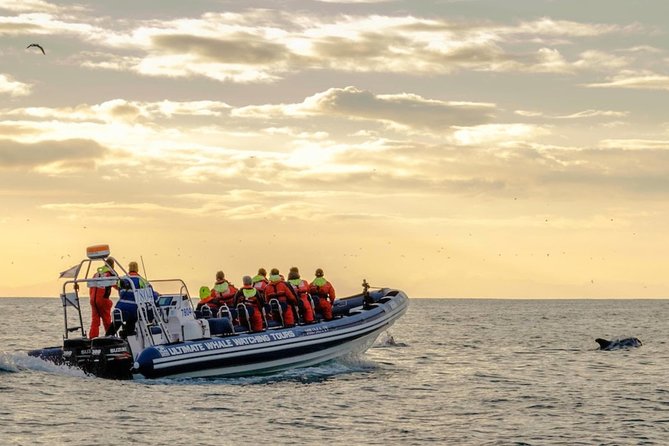 Small-group Whale Watching in the Midnight Sun from Reykjavík - What the rough water really feels like