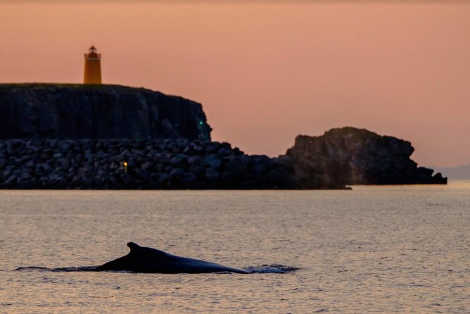 Small-group Whale Watching in the Midnight Sun from Reykjavík - Is $203.50 good value for two hours?