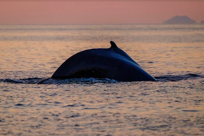 Small-group Whale Watching in the Midnight Sun from Reykjavík - Who will enjoy this boat most?