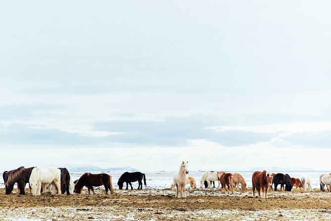 Snæfellsnes in Spanish with lunch on a farm Minibus - Lýsuhóll farm, lunch, and Icelandic horses