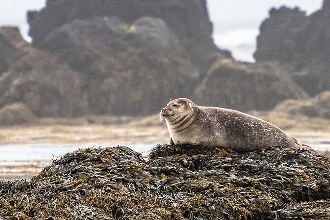 Snaefellsnes Peninsula Full Day Tour from Reykjavik - Ytri Tunga offers a different kind of beach