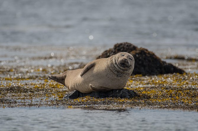 Snaefellsnes Small Group Tour with Homemade Meal from Reykjavik - Ytri Tunga and the uncertain seal sighting