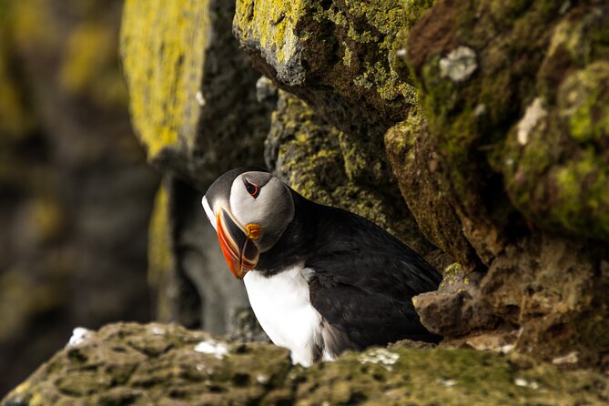 SOUTH COAST : The Discovery - Vík adds a human pause to the route