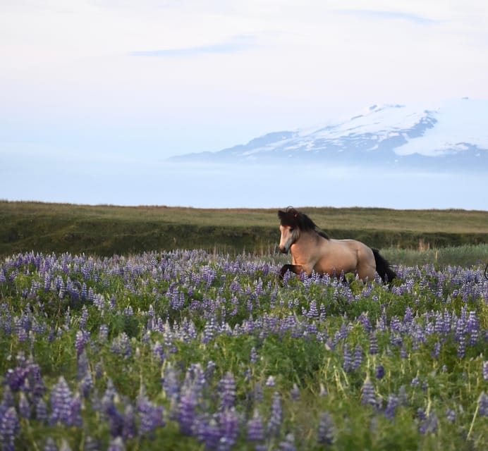 southern Iceland: Black beach riding tour - Riding toward the black sand