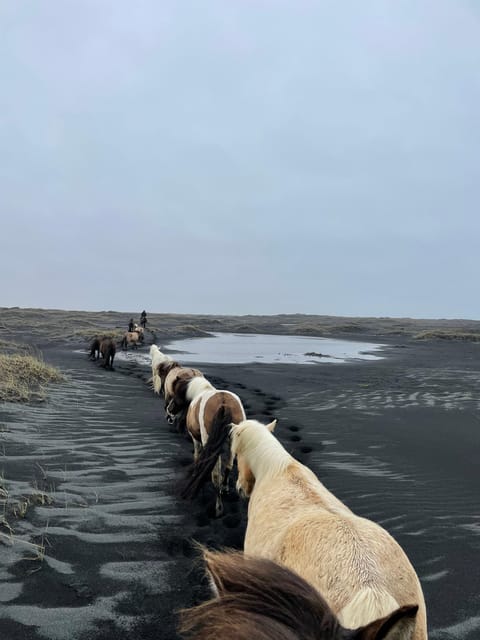 southern Iceland: Black beach riding tour - The guides and the small-group feel