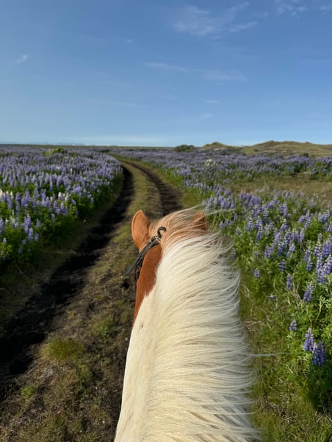 southern Iceland: Black beach riding tour - Weather, clothing, and comfort