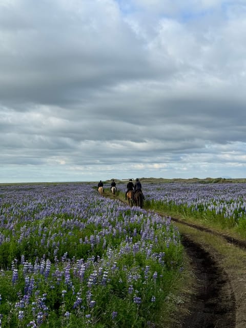 southern Iceland: Black beach riding tour - Meeting the Icelandic horses