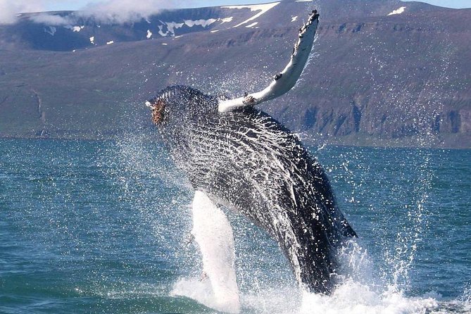 Speedboat Whale Watching Small-Group Tour in Reykjavik - Puffins and seabirds near the harbour