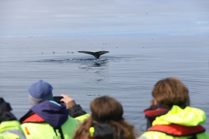 Speedboat Whale Watching Small-Group Tour in Reykjavik - What the supplied gear really means
