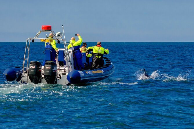 Speedboat Whale Watching Small-Group Tour in Reykjavik - Is a small RIB comfortable for you?