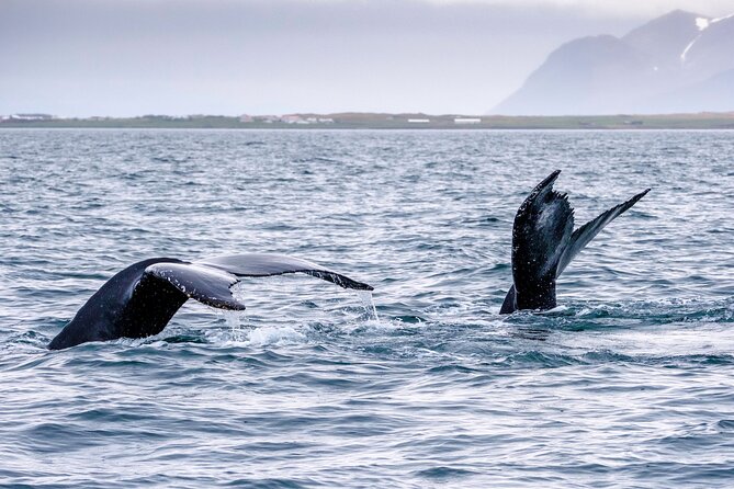 Speedboat Whale Watching Small-Group Tour in Reykjavik - A close look at the two-hour route