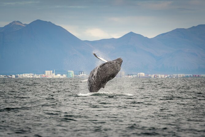 Speedboat Whale Watching Small-Group Tour in Reykjavik - Price and value at $164