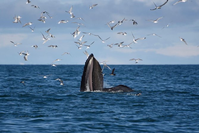 The Original Classic Whale Watching from Reykjavik - Leaving Ægisgarður for Faxaflói Bay