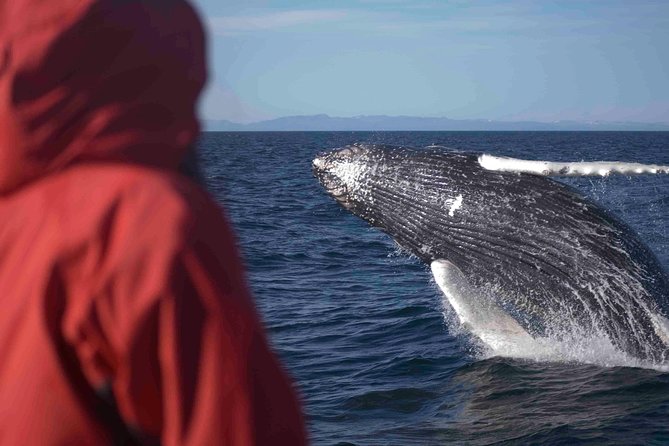 The Original Classic Whale Watching from Reykjavik - Why the guides make a difference