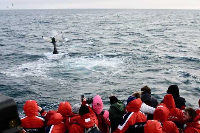 The Original Classic Whale Watching from Reykjavik - Finding the whales from the viewing deck