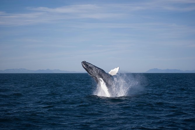 The Original Classic Whale Watching from Reykjavik - A respectful way to watch wild animals