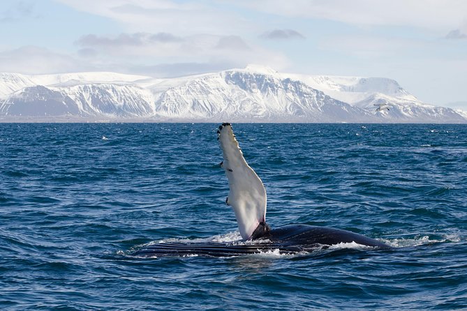 The Original Classic Whale Watching from Reykjavik - Is $105 a fair price?
