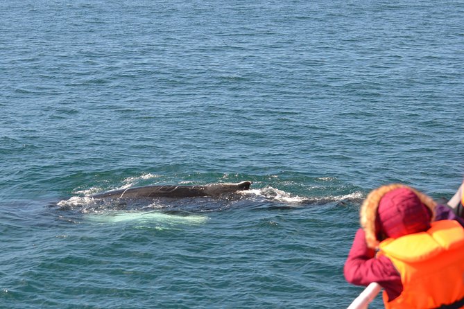 The Original Classic Whale Watching from Reykjavik - Timing, weather, and the practical details
