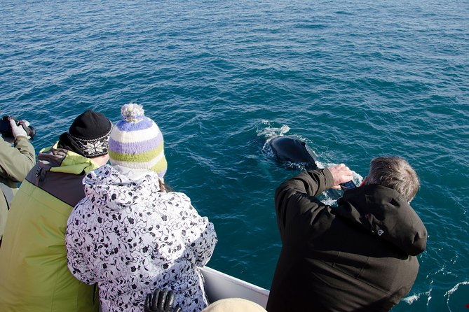 The Original Classic Whale Watching from Reykjavik - What you are most likely to see