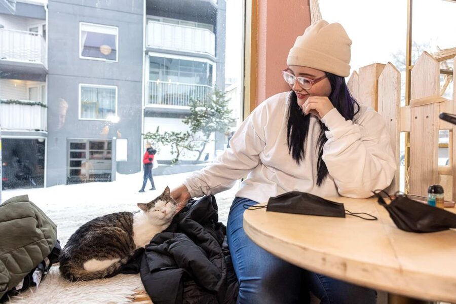 The Private Reykjavik CatWalk - Laugavegur and the special cat-related shop
