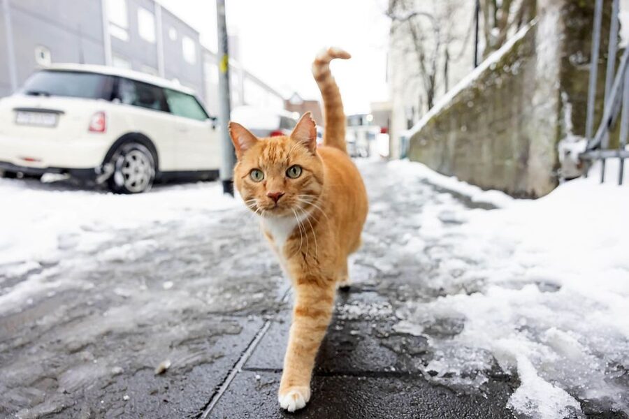 The Private Reykjavik CatWalk - Who will enjoy this most