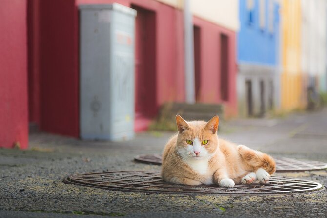 The Reykjavik Cat Walking Tour - A quiet pause beside Lake Tjörnin
