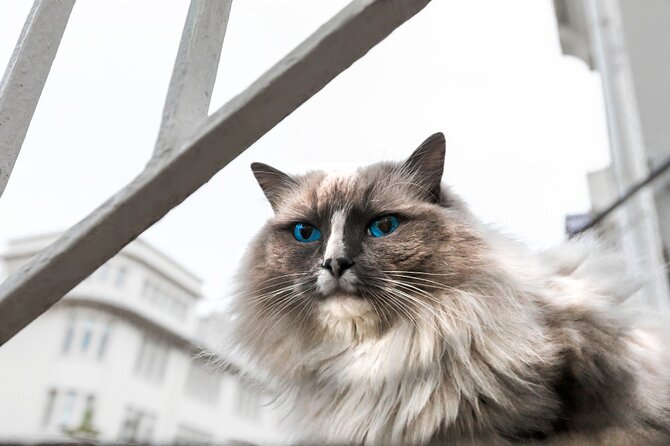 The Reykjavik Cat Walking Tour - Passing Hallgrímskirkja on the uphill route