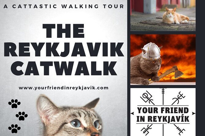 The Reykjavik Cat Walking Tour - Meeting Reykjavík’s shop cats