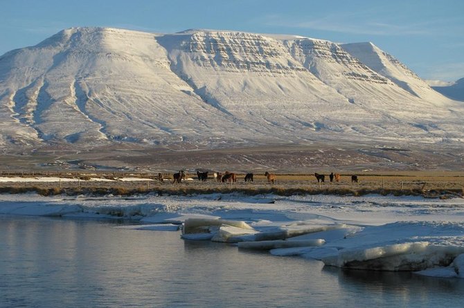 The Viking Horse Riding Experience in North Iceland - A gentle introduction to the Icelandic horse