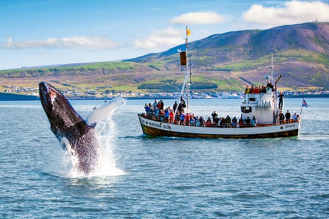 Traditional Oak Ship Whale Watching Tour From Husavik - Weather, cancellations, and the rare bad day