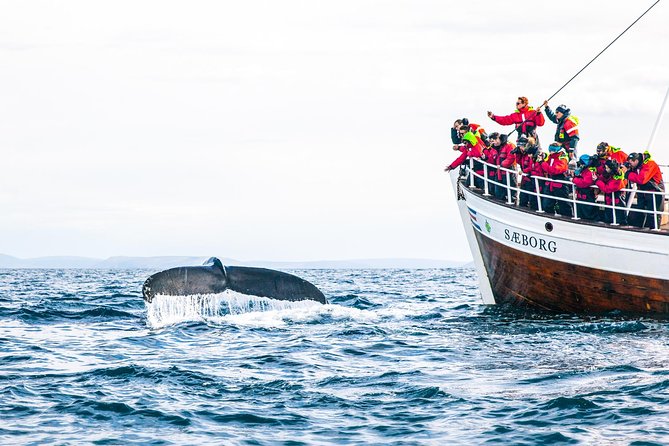 Traditional Oak Ship Whale Watching Tour From Husavik - Who will enjoy this boat trip most