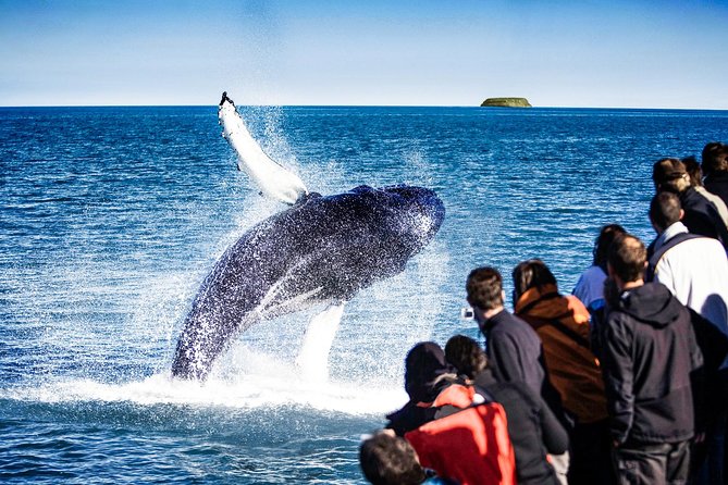 Traditional Oak Ship Whale Watching Tour From Husavik - Marine guides who add meaning to the sightings