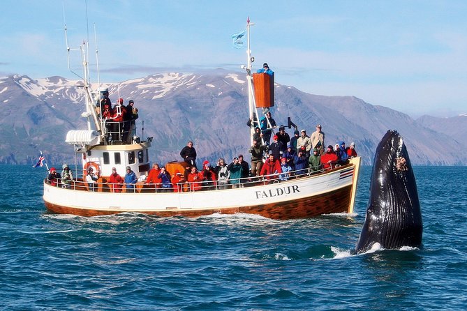 Traditional Whale Watching from Húsavík by Local Family Company - Húsavík and the search for Skjálfandi Bay whales