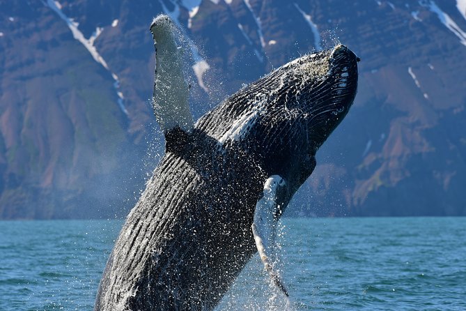 Traditional Whale Watching from Húsavík by Local Family Company - Which animals might you see?