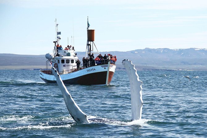 Traditional Whale Watching from Húsavík by Local Family Company - Weather, clothing, and seasickness