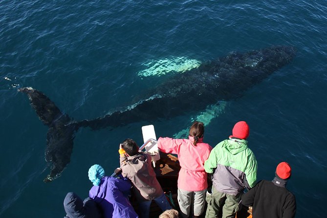 Traditional Whale Watching from Húsavík by Local Family Company - Is the $102.58 price good value?