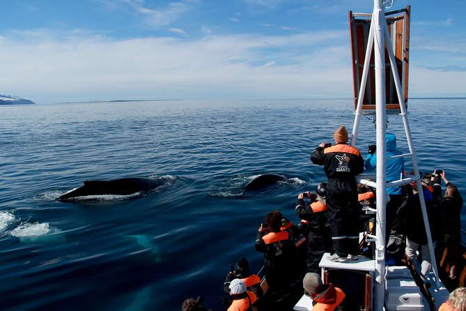 Traditional Whale Watching from Húsavík by Local Family Company - Practical details for your Húsavík day