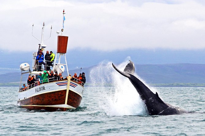 Traditional Whale Watching from Húsavík by Local Family Company - The three-hour route and how the time is used