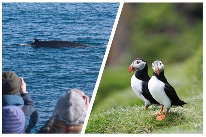 Two-In-One: Whale & Puffin Watching Tours from Reykjavik - Two boats, two moods, one wildlife day