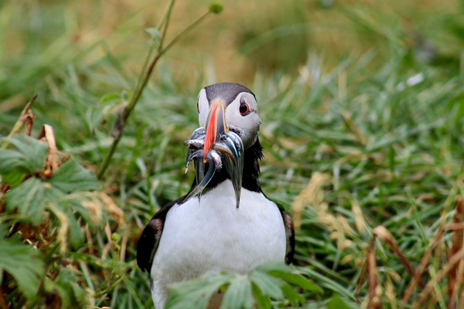 Two-In-One: Whale & Puffin Watching Tours from Reykjavik - Your Old Harbour pause between cruises