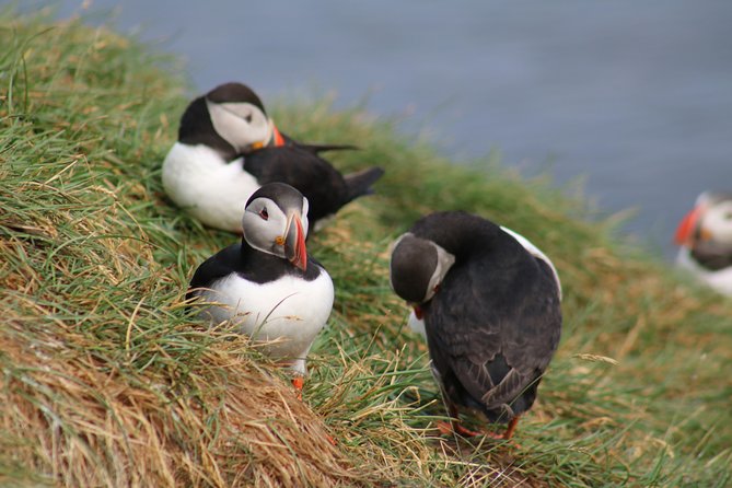 Two-In-One: Whale & Puffin Watching Tours from Reykjavik - What the wildlife guarantee really gives you