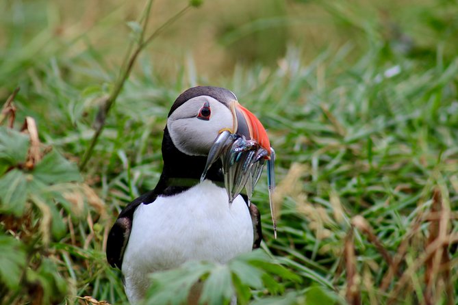 Two-In-One: Whale & Puffin Watching Tours from Reykjavik - Is $140 a fair price?