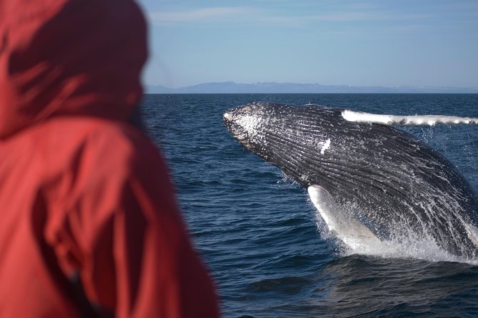 Two-In-One: Whale & Puffin Watching Tours from Reykjavik - Who should book this combination