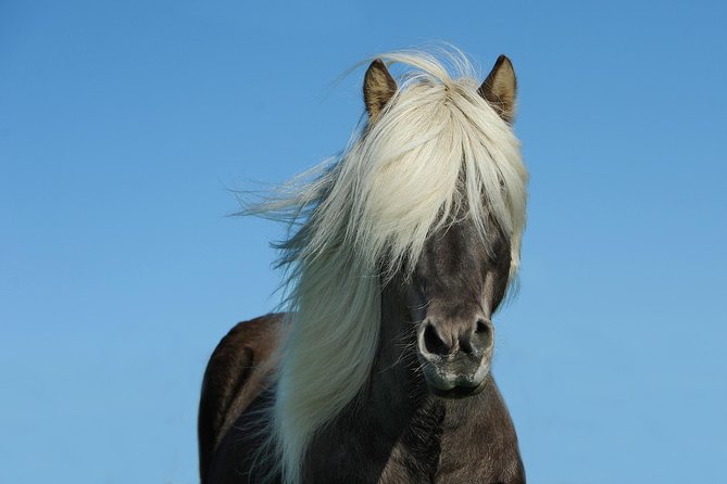 Viking Horse Riding and Golden Circle Tour from Reykjavik - Geysir and Strokkur: geothermal power on a timetable