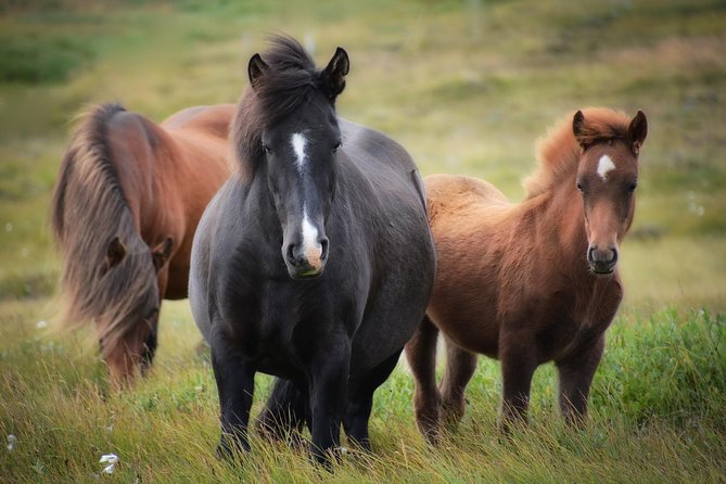 Viking Horse Riding and Golden Circle Tour from Reykjavik - Gullfoss: the waterfall that earns the hour