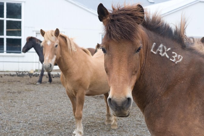 Viking Horse Riding and Golden Circle Tour from Reykjavik - The day’s main strengths and limits