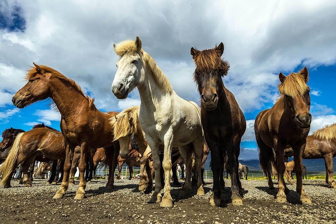 Viking Horse Riding and Golden Circle Tour from Reykjavik - Thingvellir: where politics and geology meet