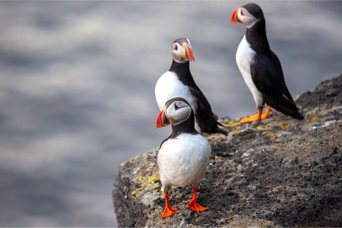 Westman Islands, Volcanoes and Puffins Small Group Tour - What the $245.55 price really covers
